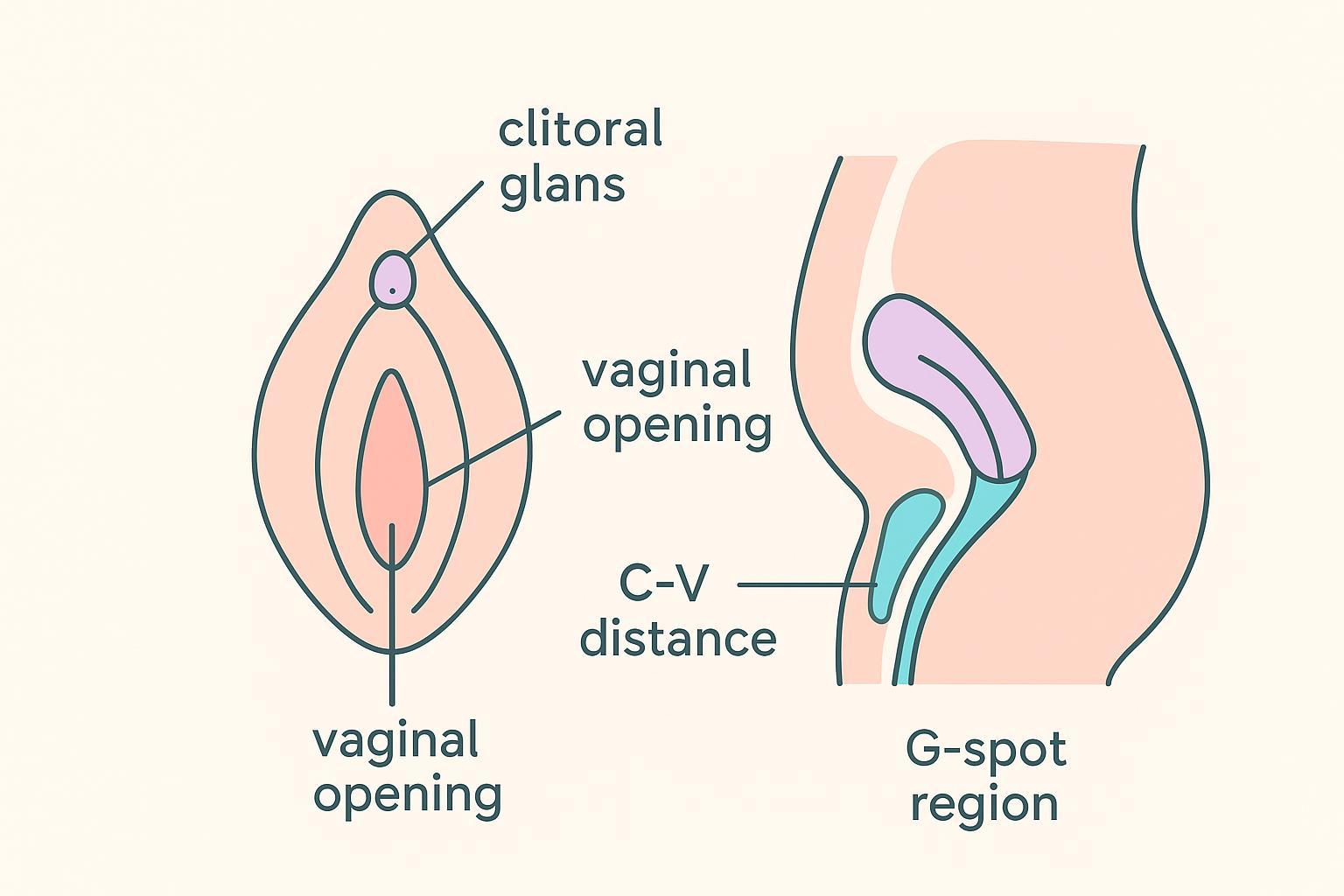 Diagram showing how to measure C–V distance to help choose a G-spot rabbit vibrator