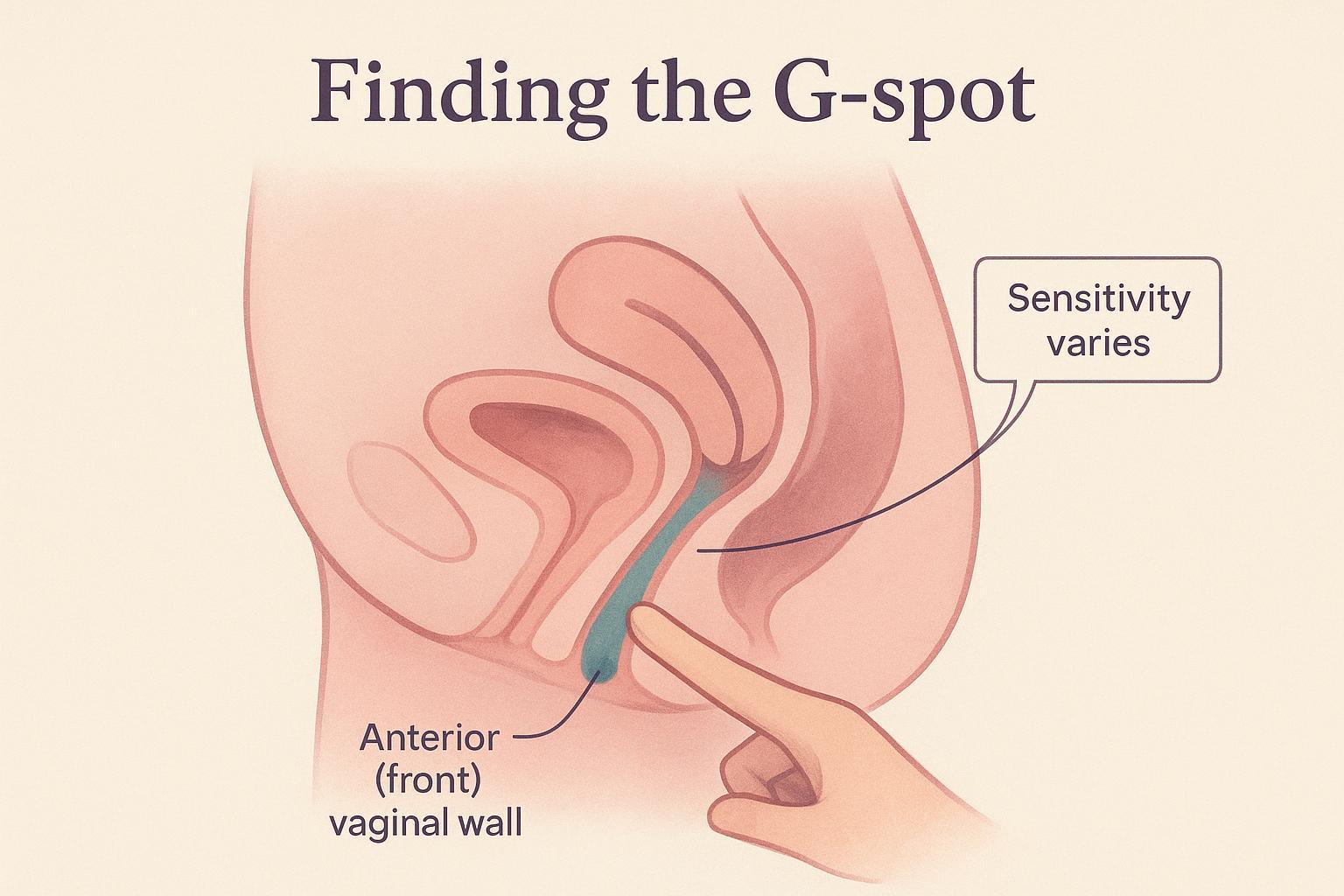 Neurochemistry and pelvic floor pathways during arousal and orgasm (educational diagram)