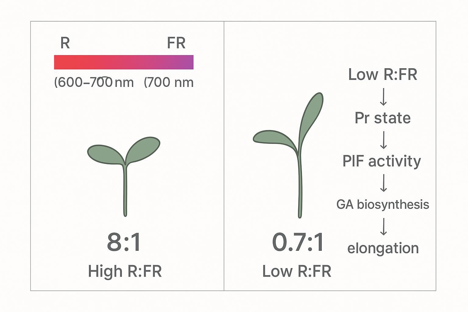 Diagram of high vs low R:FR and resulting compact vs elongated seedlings