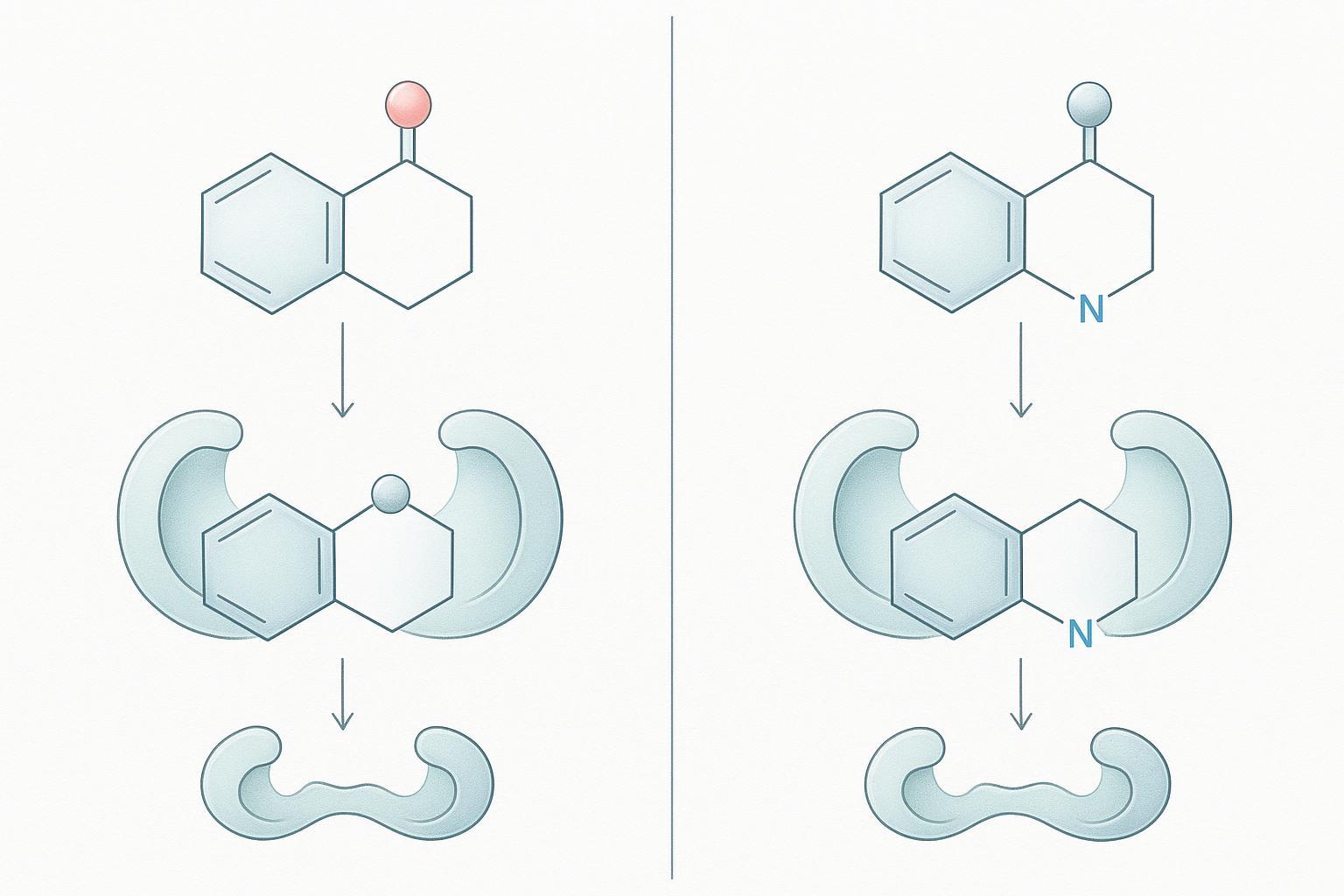 a split schematic of the same scaffold with one furan oxygen replaced by a pyrrole nitrogen, with the two divergent target-binding outcomes shown as s