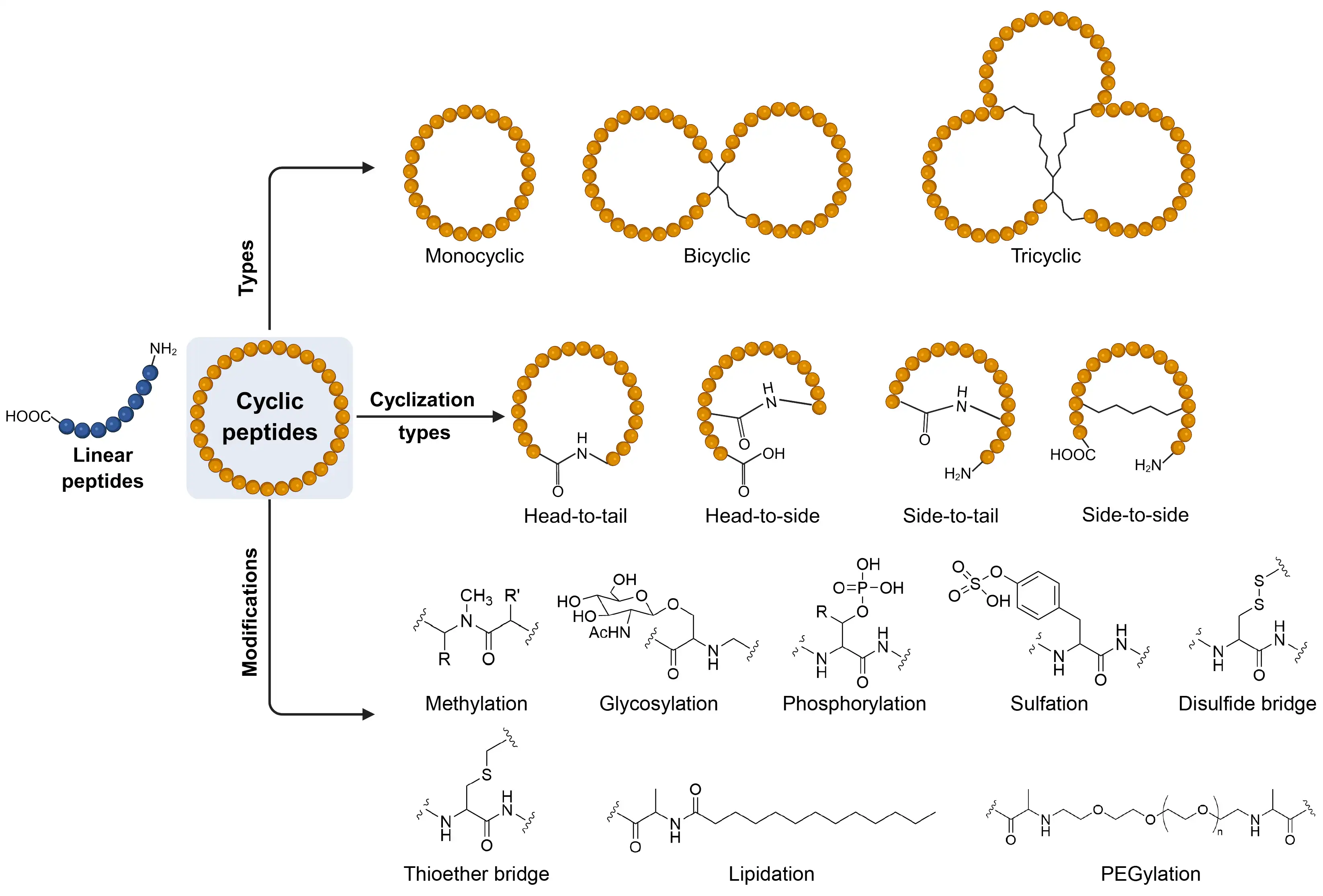 a peptide backbone with callout labels on the modification sites — N-terminus, side chain, terminal C, and a macrocyclic bridge — each tagged with the