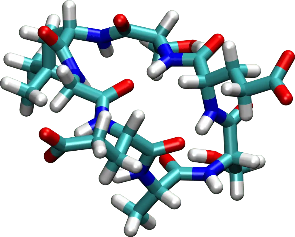 two macrocyclic structures with identical molecular formula and identical intact mass, differing only in which residue pair forms the ring closure, wi