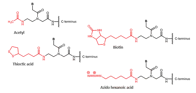 two supplier modification menus side by side, with the backbone, terminal, side-chain and cyclization categories bracketed and labeled