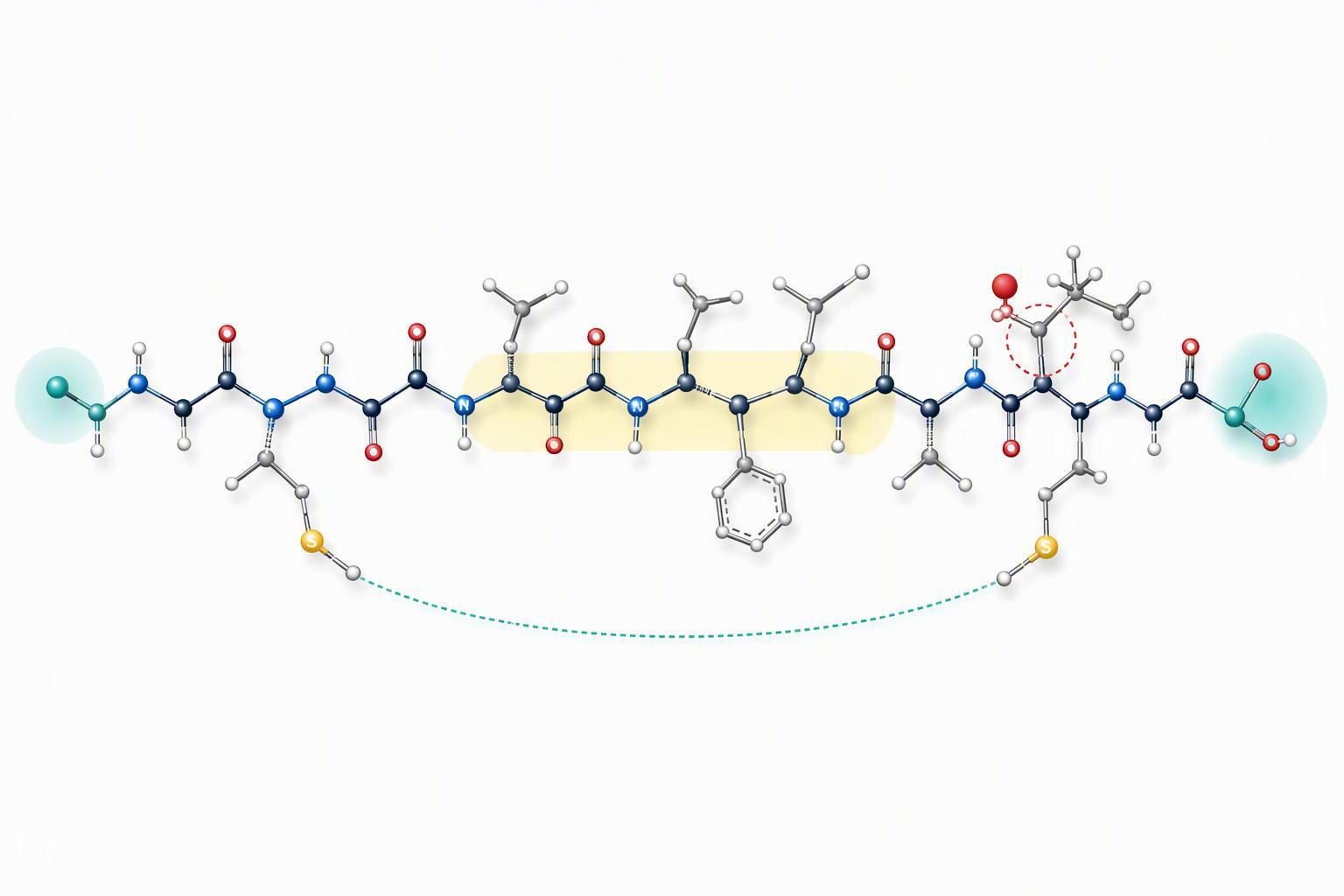 a single peptide chain drawn left to right with the N-terminal and C-terminal ends marked, a hydrophobic stretch highlighted, a sterically hindered co