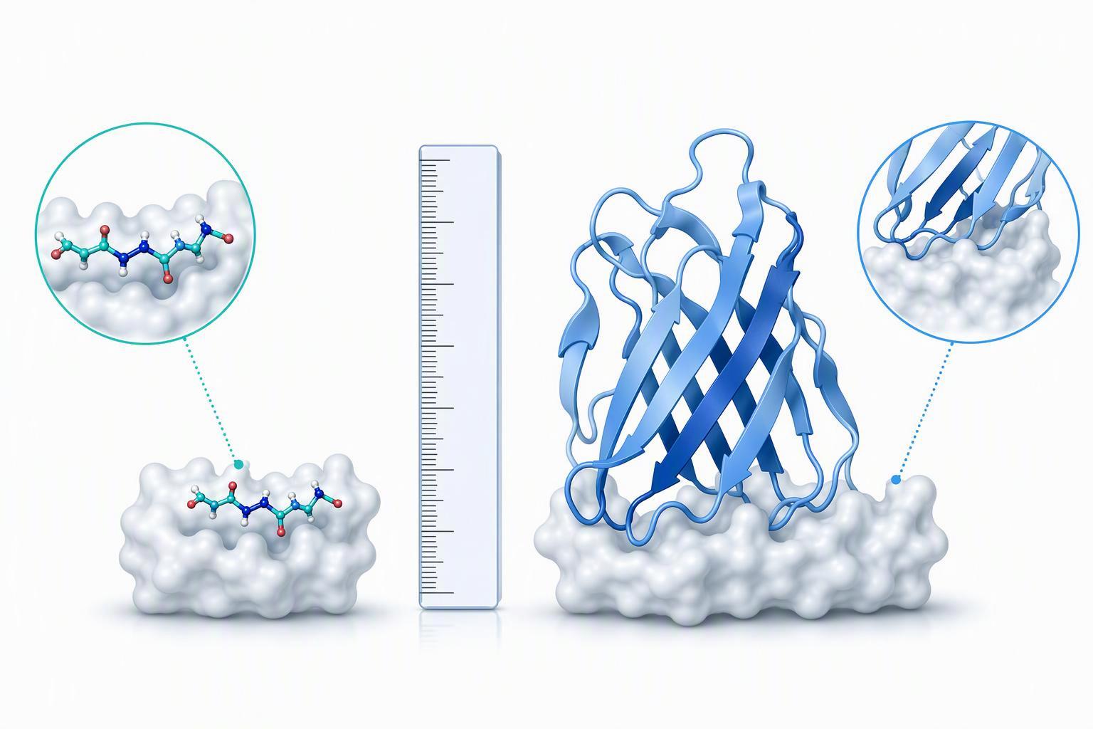 a side-by-side schematic of a small synthetic peptide and a VHH single-domain antibody drawn to relative scale against a binding interface