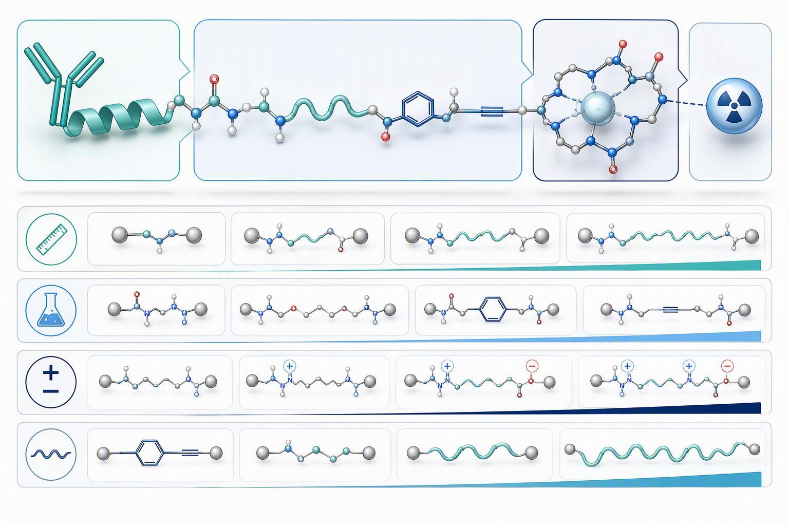 a labeled schematic of a peptide conjugate showing the targeting vector, the linker region, the chelator and the radiolabel
