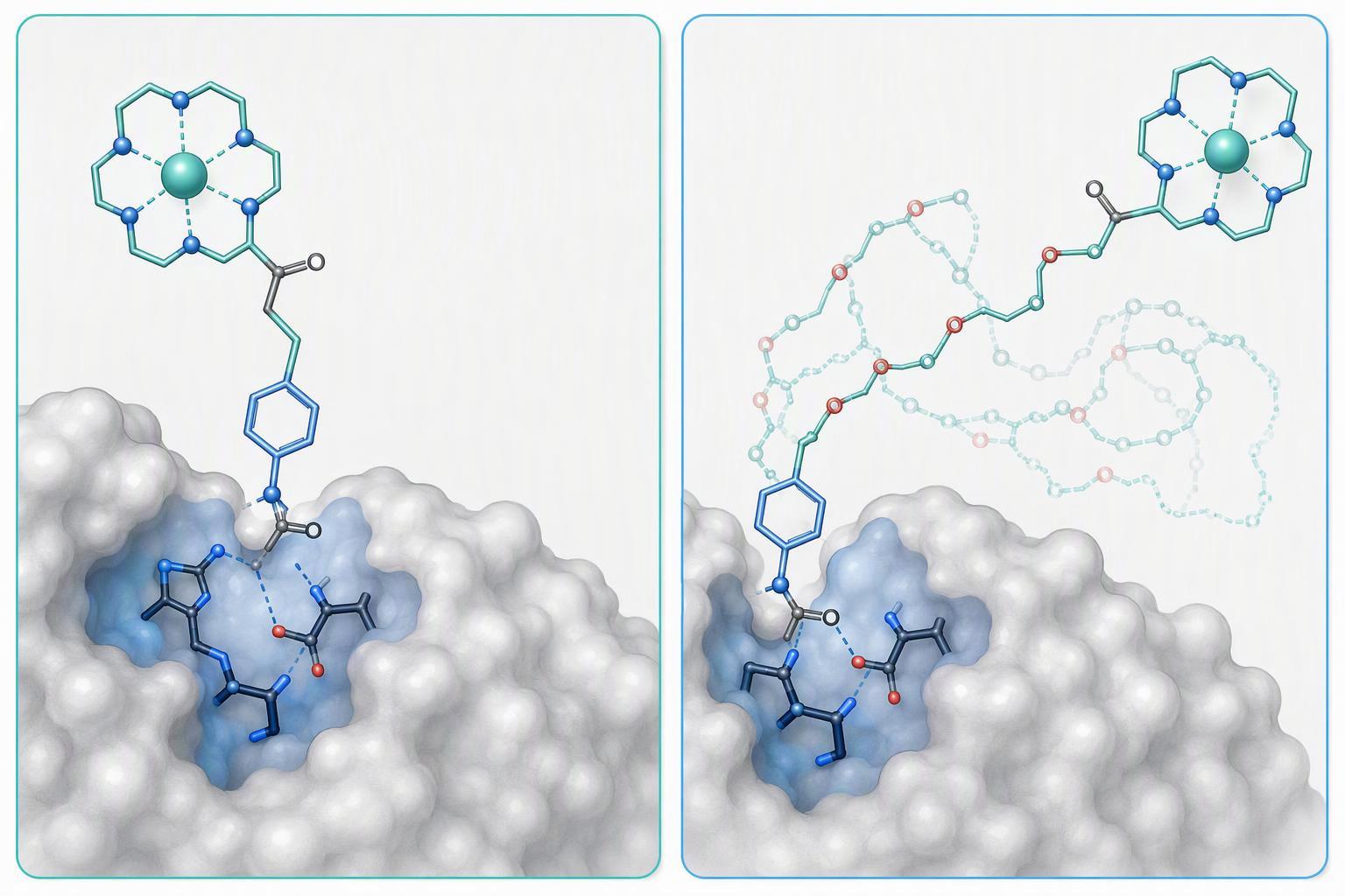 a side-by-side comparison of a short rigid piperazine-containing linker and a long flexible PEG linker, showing the chelated