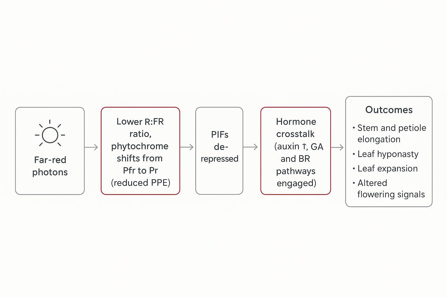 Diagram: far-red signal pathway from phytochrome to morphology and flowering outcomes